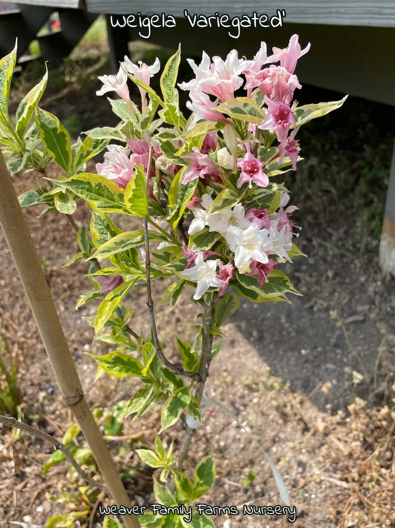 Variegated Weigela