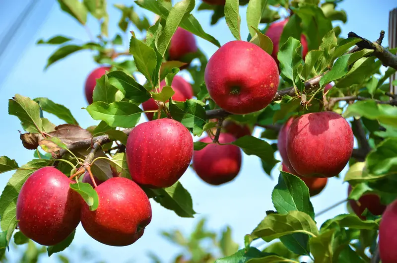 Winesap Apple Tree – Rich Spicy Heritage Apple