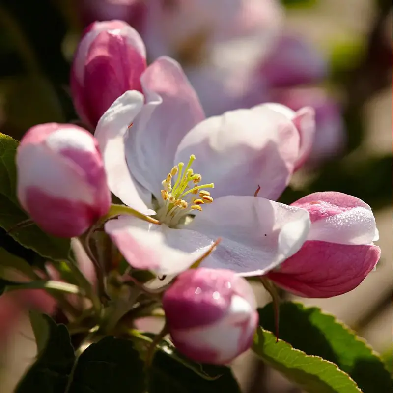 Winesap Apple Tree – Rich Spicy Heritage Apple 2