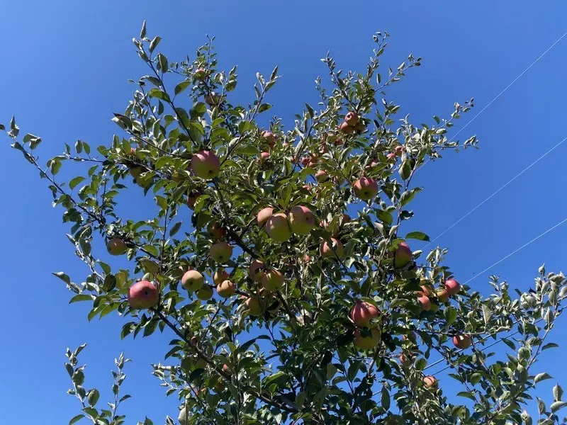 Winesap Apple Tree – Rich Spicy Heritage Apple