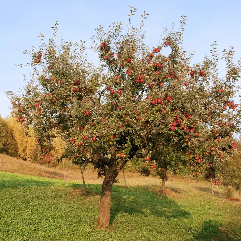 Winesap Apple Tree – Rich Spicy Heritage Apple