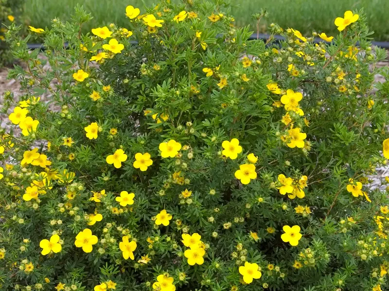 Yellow Flowering Potentilla