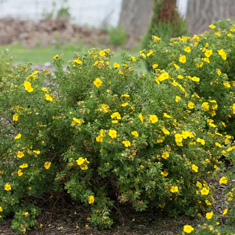 Yellow Flowering Potentilla 2