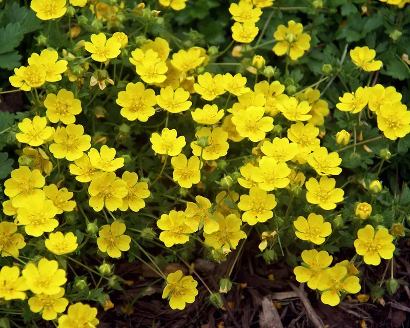 Yellow Flowering Potentilla